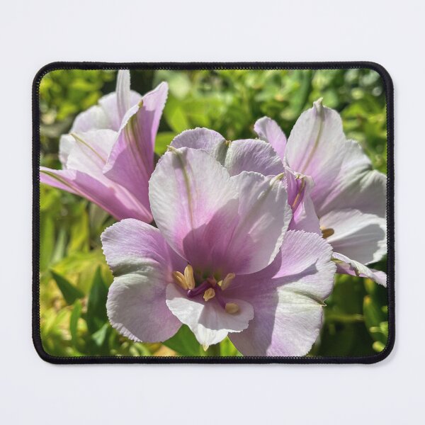 Item preview, Soft Lilac Alstroemeria Flower in Bloom designed and sold by Be Captured by Brittany Emma.
