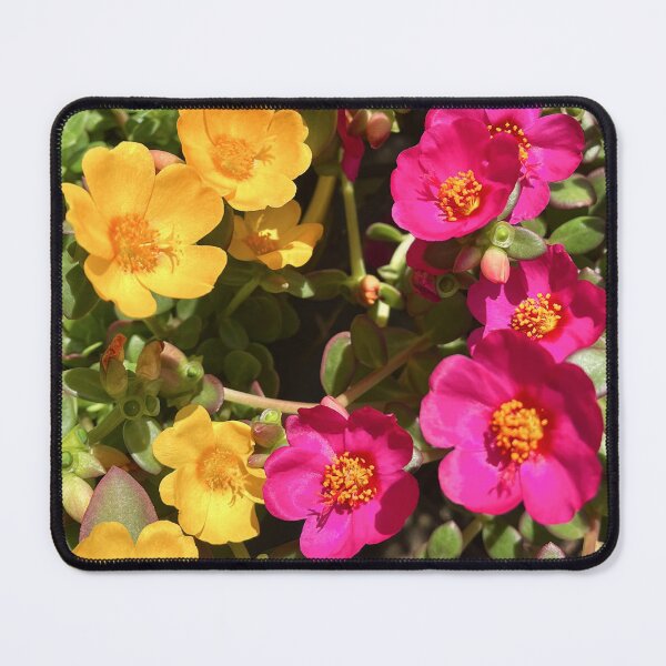Item preview, Yellow and Magenta Portulaca Flowers in Sunlight designed and sold by Be Captured by Brittany Emma.