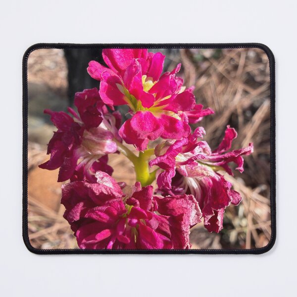 Item preview, Blooming Through Winter designed and sold by Betsy Phillips.