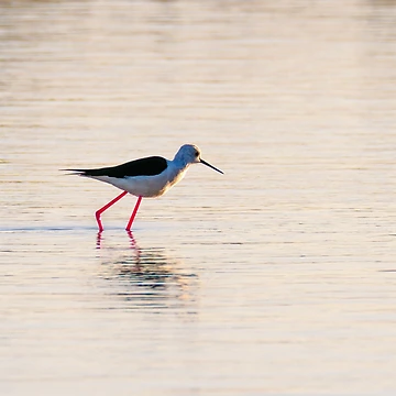 Artwork thumbnail, Stilt Strut by Ralph Goldsmith