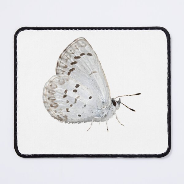 Item preview, Spring Azure (Celastrina ladon) designed and sold by HOMETOWN86.