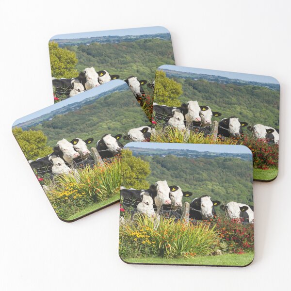 Item preview, Hereford Holstein Cross Cattle designed and sold by Jane Stanley Photography.
