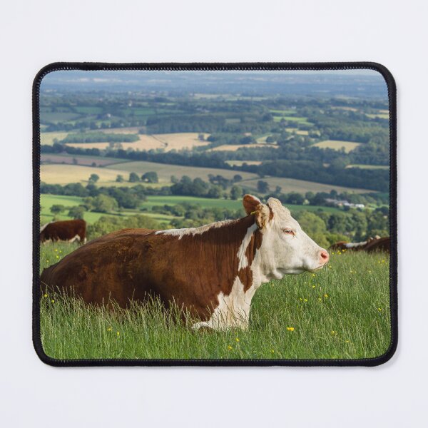 Item preview, Hereford Cows designed and sold by Jane Stanley Photography.