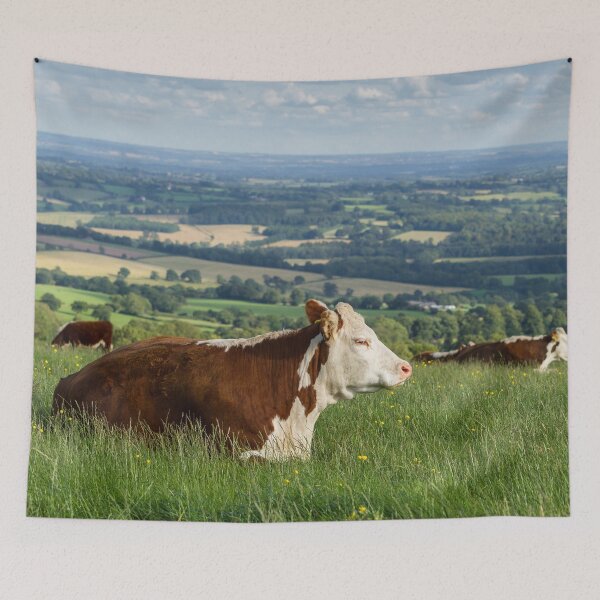 Item preview, Hereford Cows designed and sold by Jane Stanley Photography.
