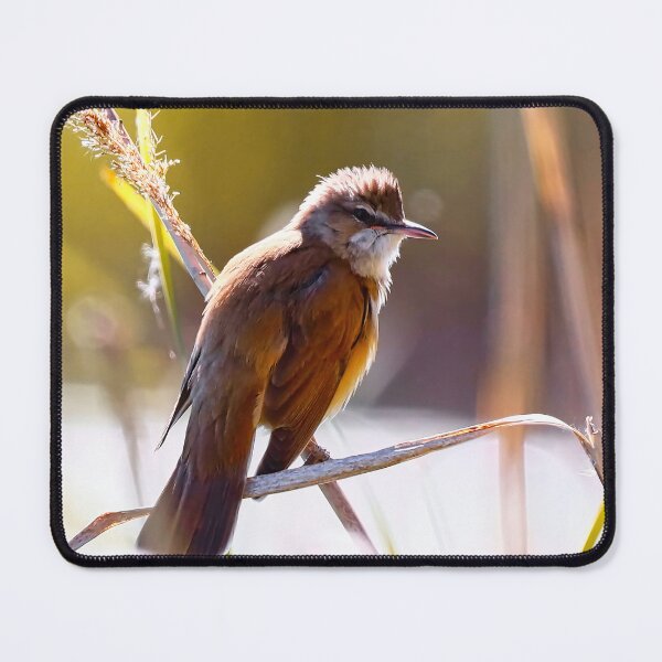Item preview, Reed warbler on dry reed - real photo. designed and sold by NaturePhotography.