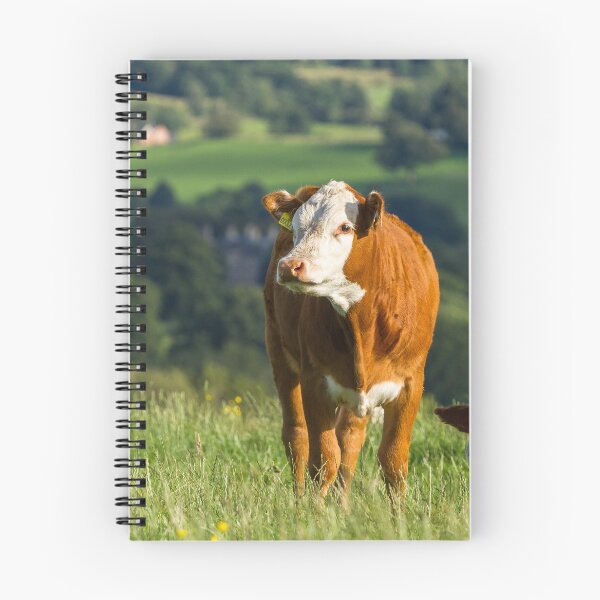 Item preview, Hereford Calf designed and sold by Jane Stanley Photography.