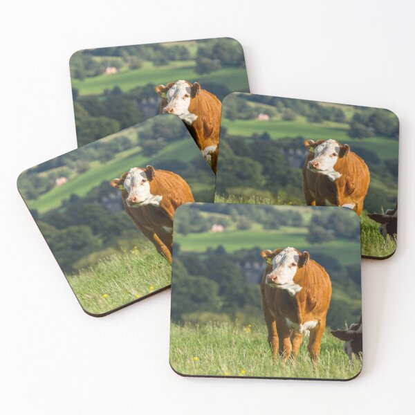Item preview, Hereford Calf designed and sold by Jane Stanley Photography.
