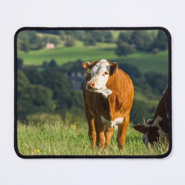 Item preview, Hereford Calf designed and sold by Jane Stanley Photography.