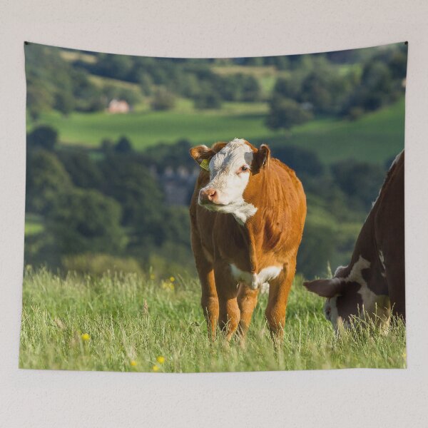 Item preview, Hereford Calf designed and sold by Jane Stanley Photography.