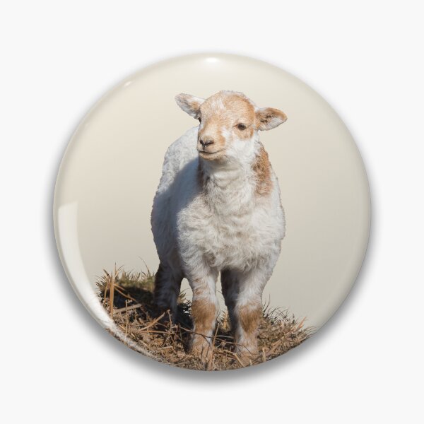 Item preview, Welsh Mountain Lamb Placement Print designed and sold by Jane Stanley Photography.