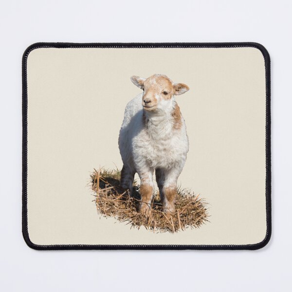 Item preview, Welsh Mountain Lamb Placement Print designed and sold by Jane Stanley Photography.