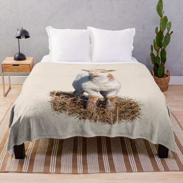 Item preview, Welsh Mountain Lamb Placement Print designed and sold by Jane Stanley Photography.