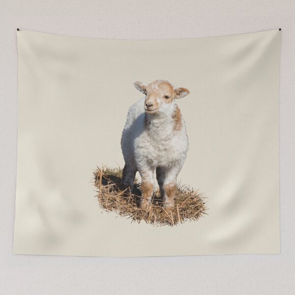 Item preview, Welsh Mountain Lamb Placement Print designed and sold by Jane Stanley Photography.