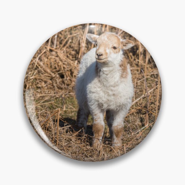 Item preview, Welsh Mountain Lamb designed and sold by Jane Stanley Photography.