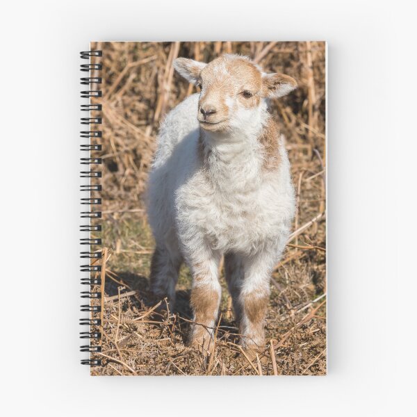 Item preview, Welsh Mountain Lamb designed and sold by Jane Stanley Photography.