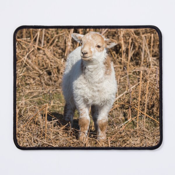 Item preview, Welsh Mountain Lamb designed and sold by Jane Stanley Photography.