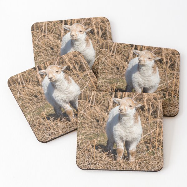 Item preview, Welsh Mountain Lamb designed and sold by Jane Stanley Photography.