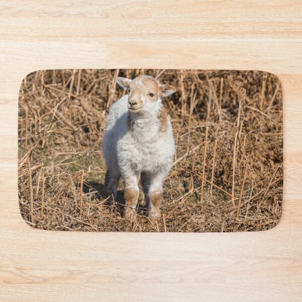 Item preview, Welsh Mountain Lamb designed and sold by Jane Stanley Photography.