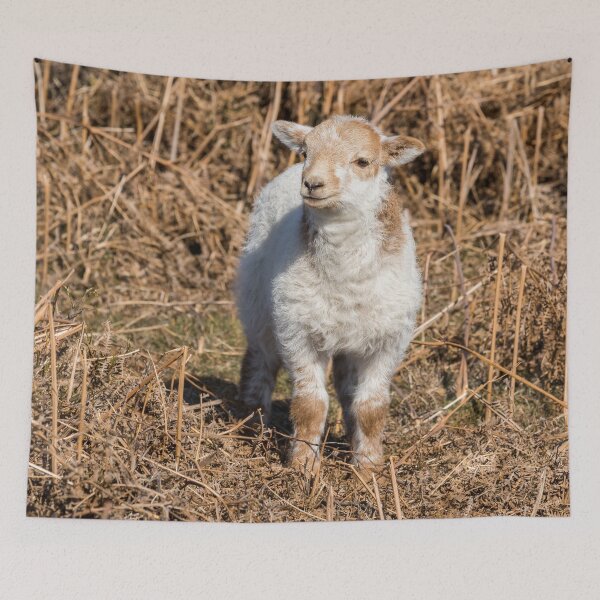 Item preview, Welsh Mountain Lamb designed and sold by Jane Stanley Photography.