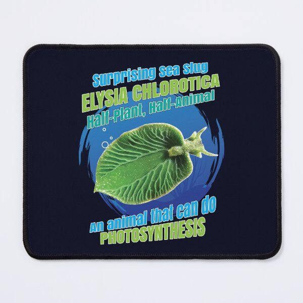 Item preview, Surprising Sea Slug "Elysia Chlorotica" illustration - Half-plant, Half-animal designed and sold by SciArtPrintShop.
