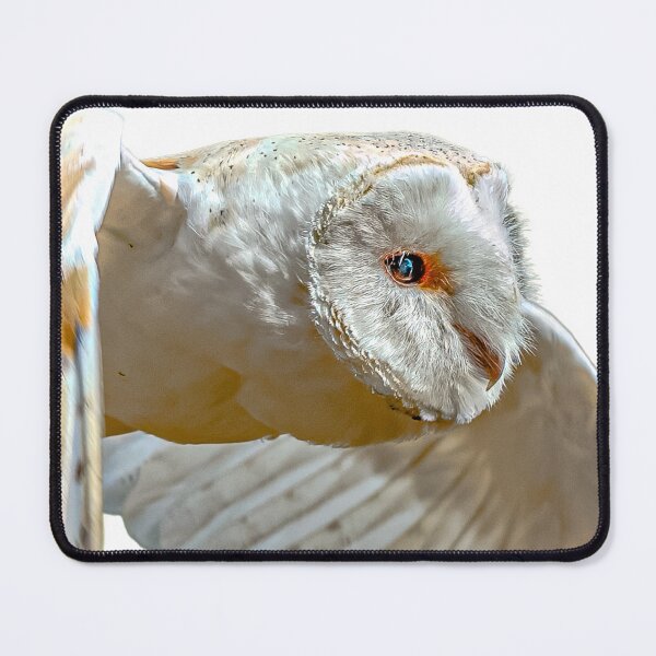 Item preview, Barn Owl fly past designed and sold by Dalyndigital Photography.