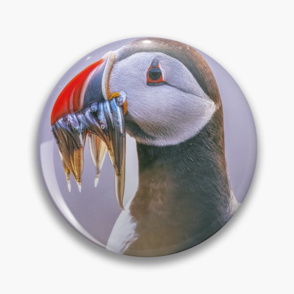 Item preview, Atlantic Puffin Fratercula arctica Portrait designed and sold by PhotoArt by Joan Carroll.