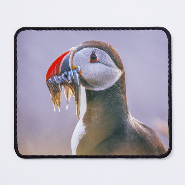 Item preview, Atlantic Puffin Fratercula arctica Portrait designed and sold by PhotoArt by Joan Carroll.