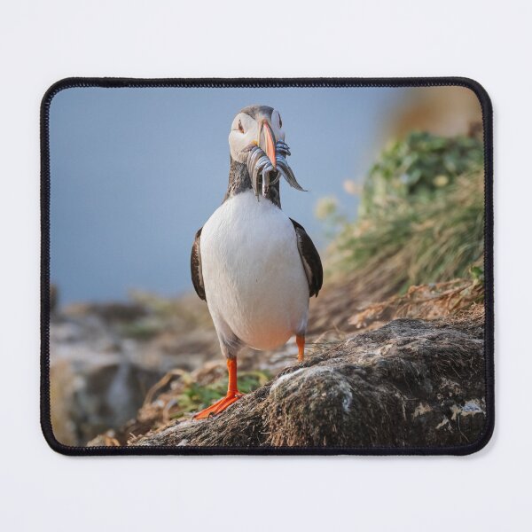 Item preview, Puffin with Sandeels in Iceland 2 designed and sold by PhotoArt by Joan Carroll.