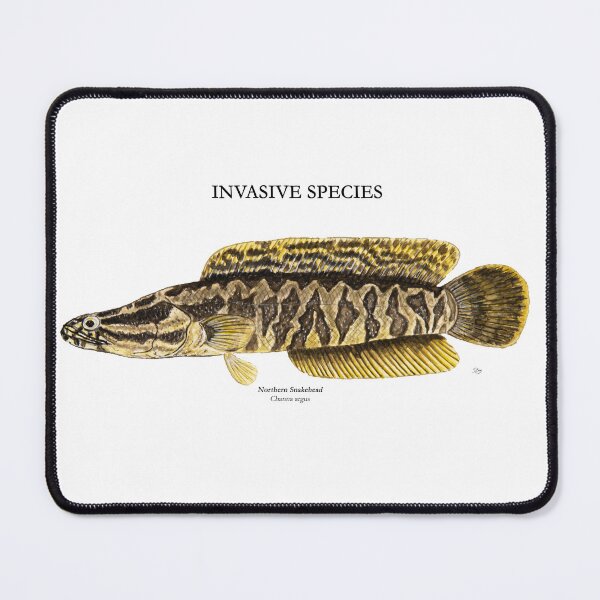 Item preview, Northern Snakehead Painting designed and sold by Stephen Emms.