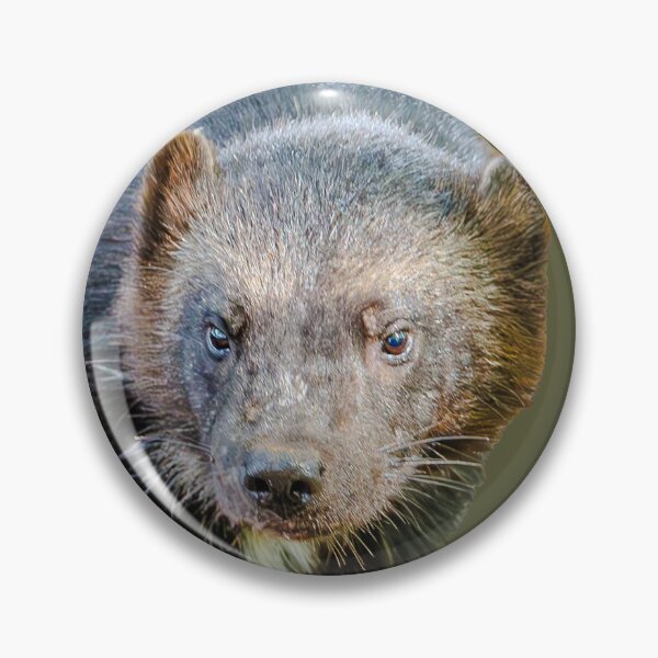 Artikelvorschau, Wolverine sucht nach Abendessen entworfen und verkauft von Dalyndigital Photography.