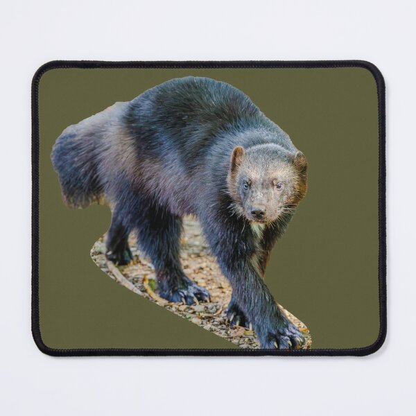 Item preview, Wolverene looking for dinner designed and sold by Dalyndigital Photography.
