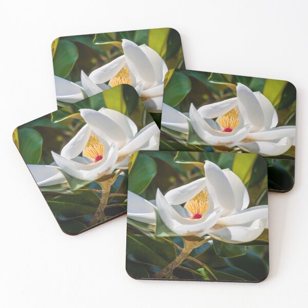 Item preview,   Southern Magnolia Blossom Magnolia Grandiflora X120 designed and sold by RichFrancoCars.