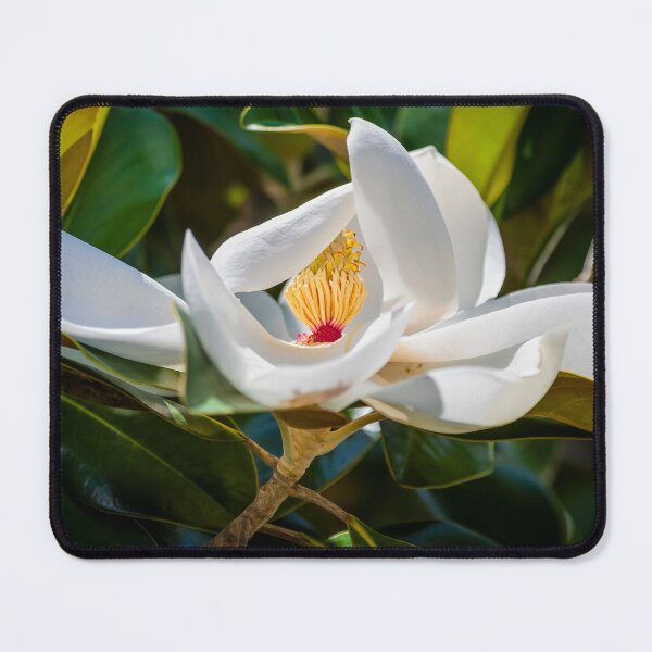 Item preview,   Southern Magnolia Blossom Magnolia Grandiflora X120 designed and sold by RichFrancoCars.