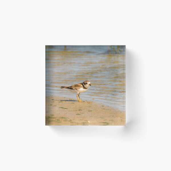 Item preview, Plover at Water's Edge designed and sold by Debra Martz.