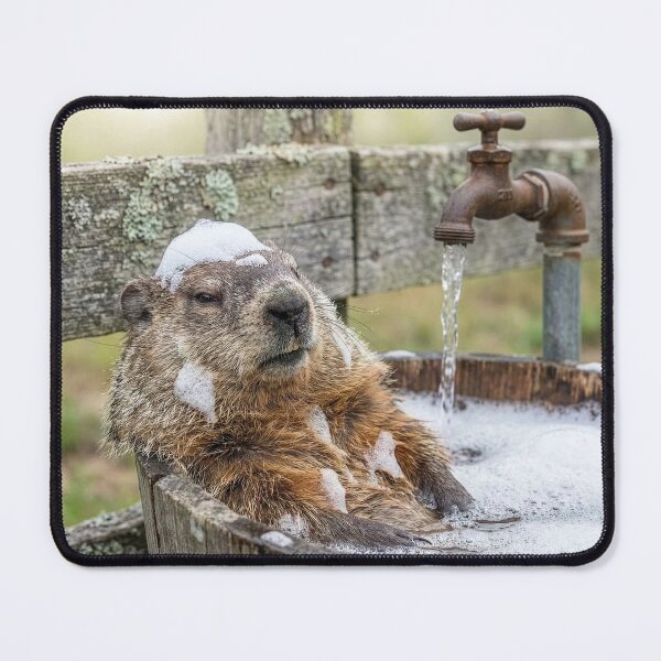 Item preview, Woodchuck (Groundhog) Takes a Bath designed and sold by Tridentulus.