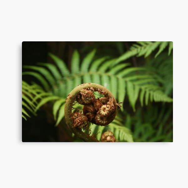Unfurling Canvas Print