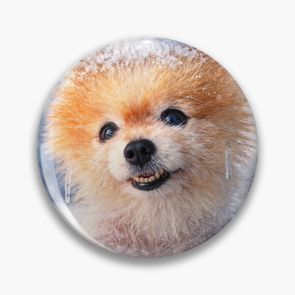 Item preview, Still Cold - Cute Pomeranian Winter Mood (Al Art) designed and sold by TsvietkovaArt.