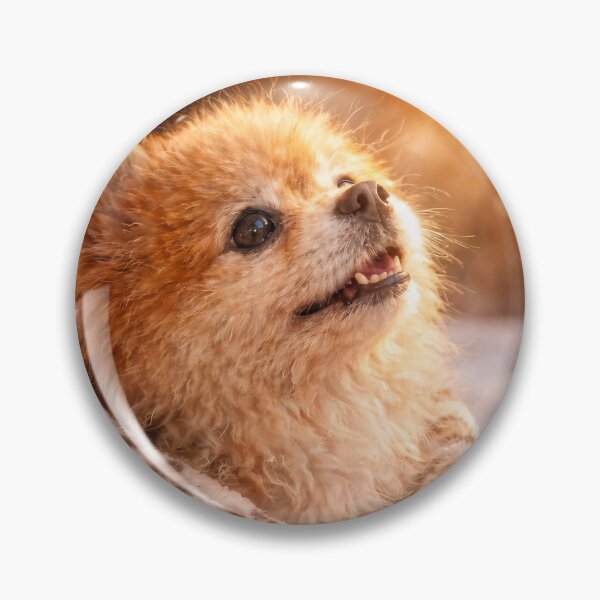Item preview, Almost Spring - Cute Pomeranian Waiting for Sunshine designed and sold by TsvietkovaArt.