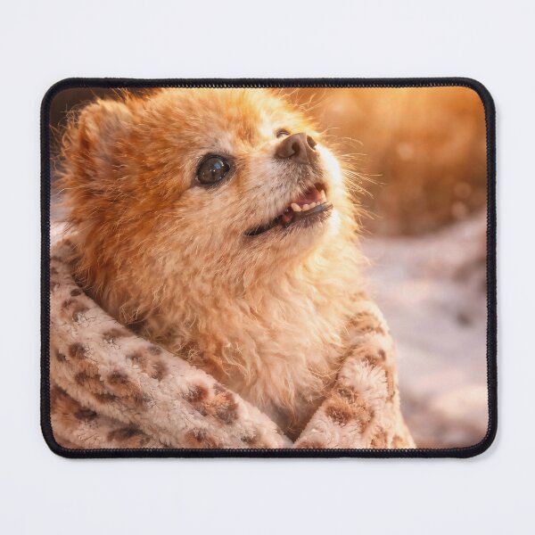 Item preview, Almost Spring - Cute Pomeranian Waiting for Sunshine designed and sold by TsvietkovaArt.