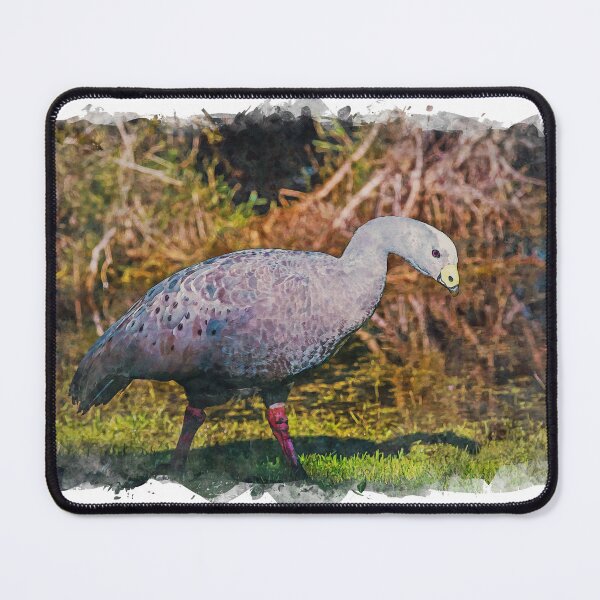 Item preview, Cape Barren Goose designed and sold by craigm.