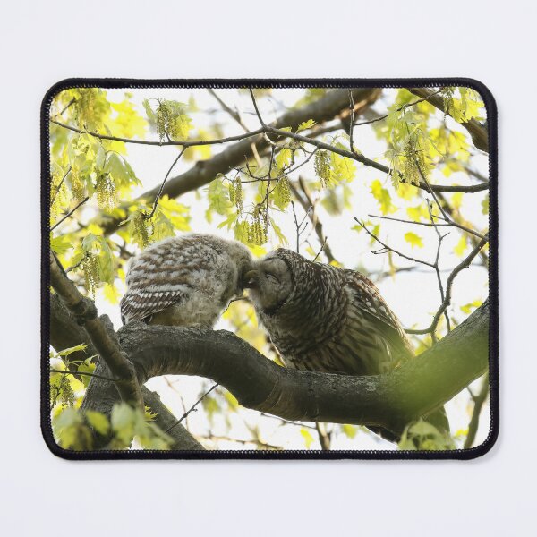 Item preview, Barred owl mom loving her baby designed and sold by locustgirl.