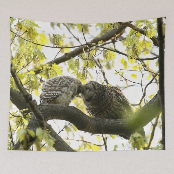 Item preview, Barred owl mom loving her baby designed and sold by locustgirl.