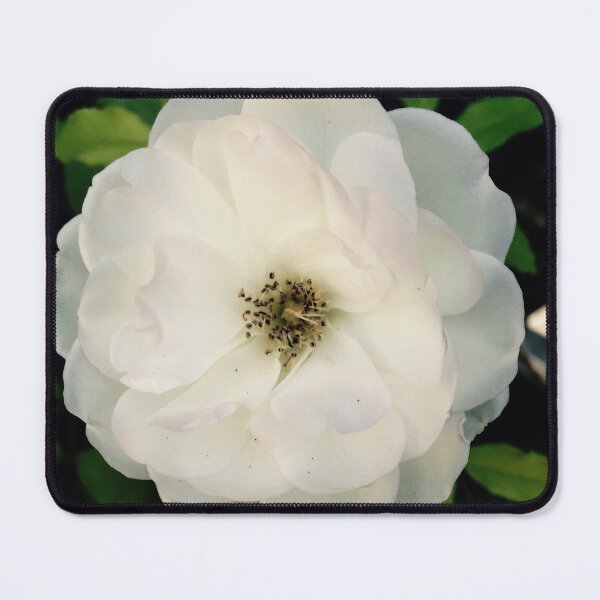 Item preview, Pure White Rose designed and sold by NilCaelum.