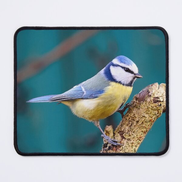 Item preview, Blue tit on a branch - real photo. designed and sold by NaturePhotography.