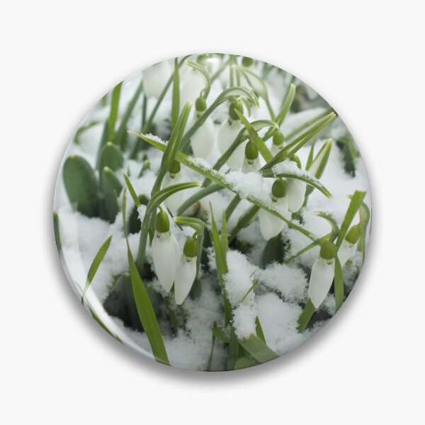 Item preview, Lovely Snowdrops Emerging Through Snow designed and sold by Georgia Mizuleva.