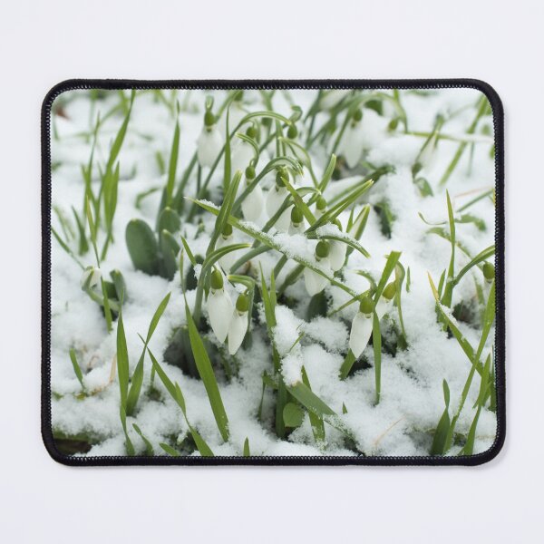 Item preview, Lovely Snowdrops Emerging Through Snow designed and sold by Georgia Mizuleva.