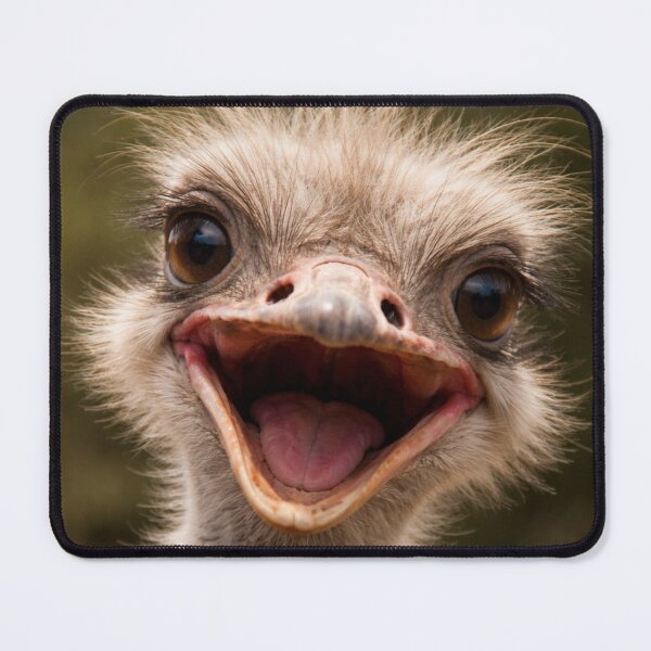 Item preview, Funny Ostrich Face – Hilarious Animal Close-Up designed and sold by Darlin8888.
