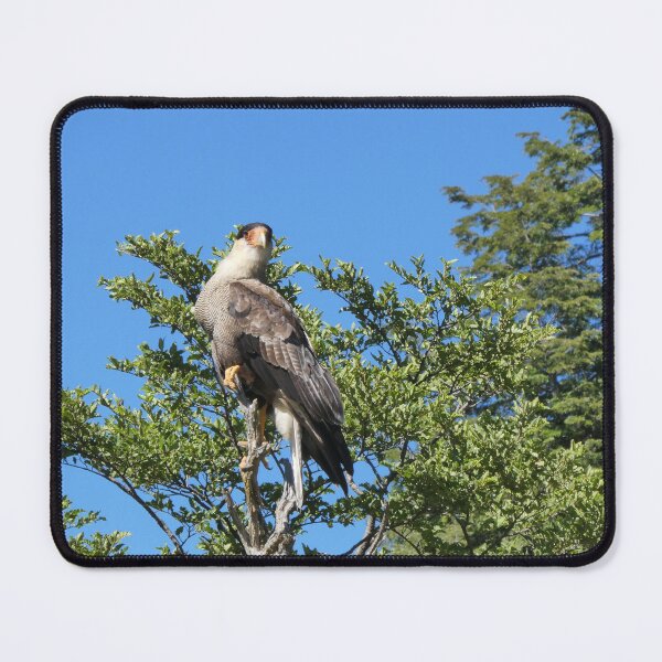 Item preview, Crested Caracara designed and sold by CadresSauvages.