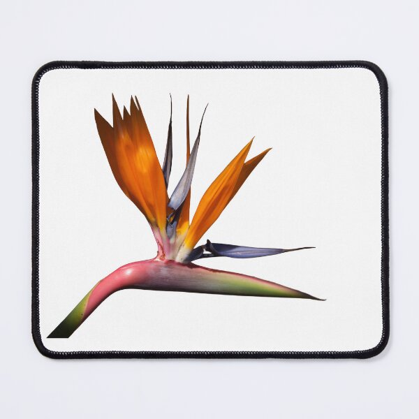 Item preview, Bird of Paradise flower designed and sold by Dalyndigital Photography.