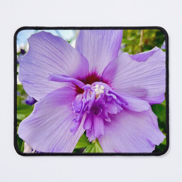 Item preview, Lavender Rose of Sharon by Sotero designed and sold by SOTERO ART.